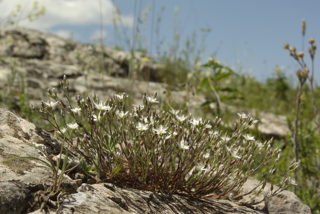 Image of Minuartia adenotricha specimen.