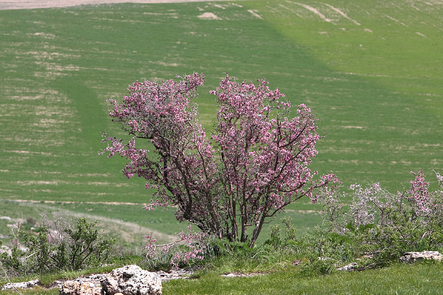 Изображение особи Amygdalus spinosissima.