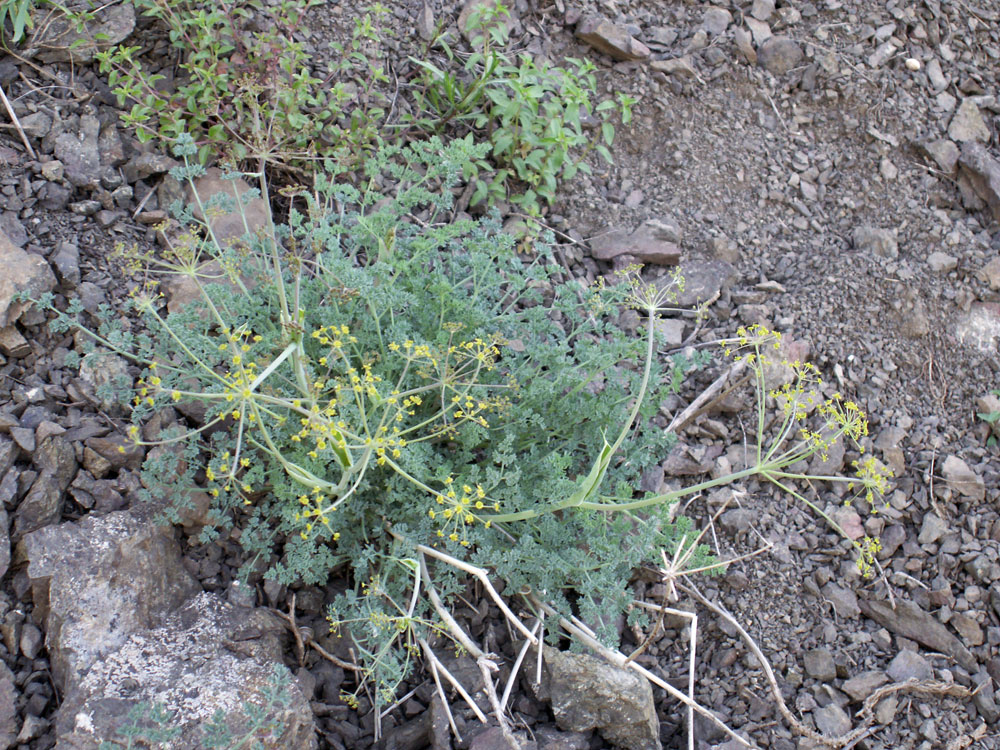 Изображение особи Ferula transiliensis.