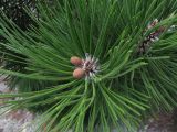 Pinus pallasiana