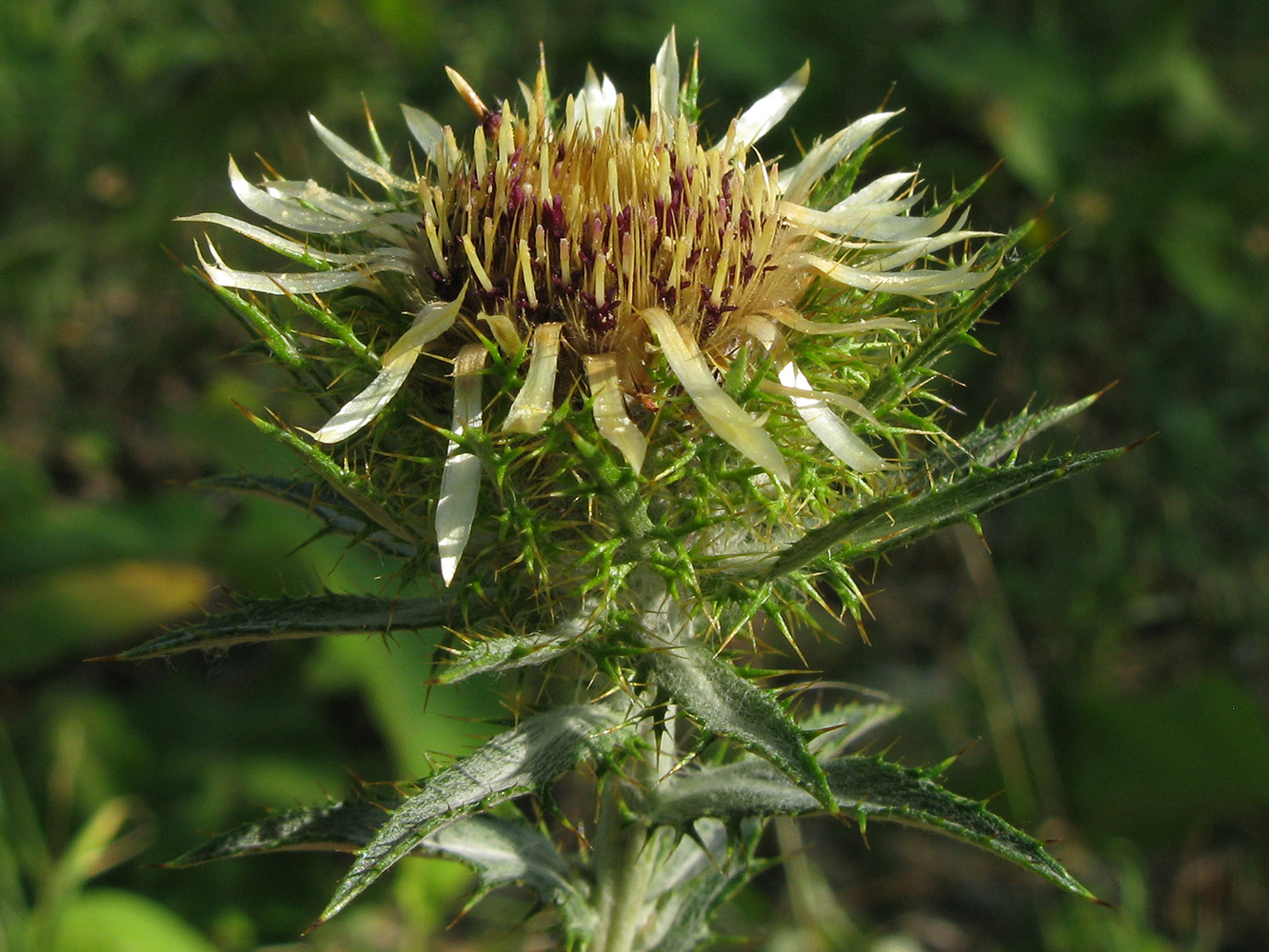 Image of Carlina biebersteinii specimen.