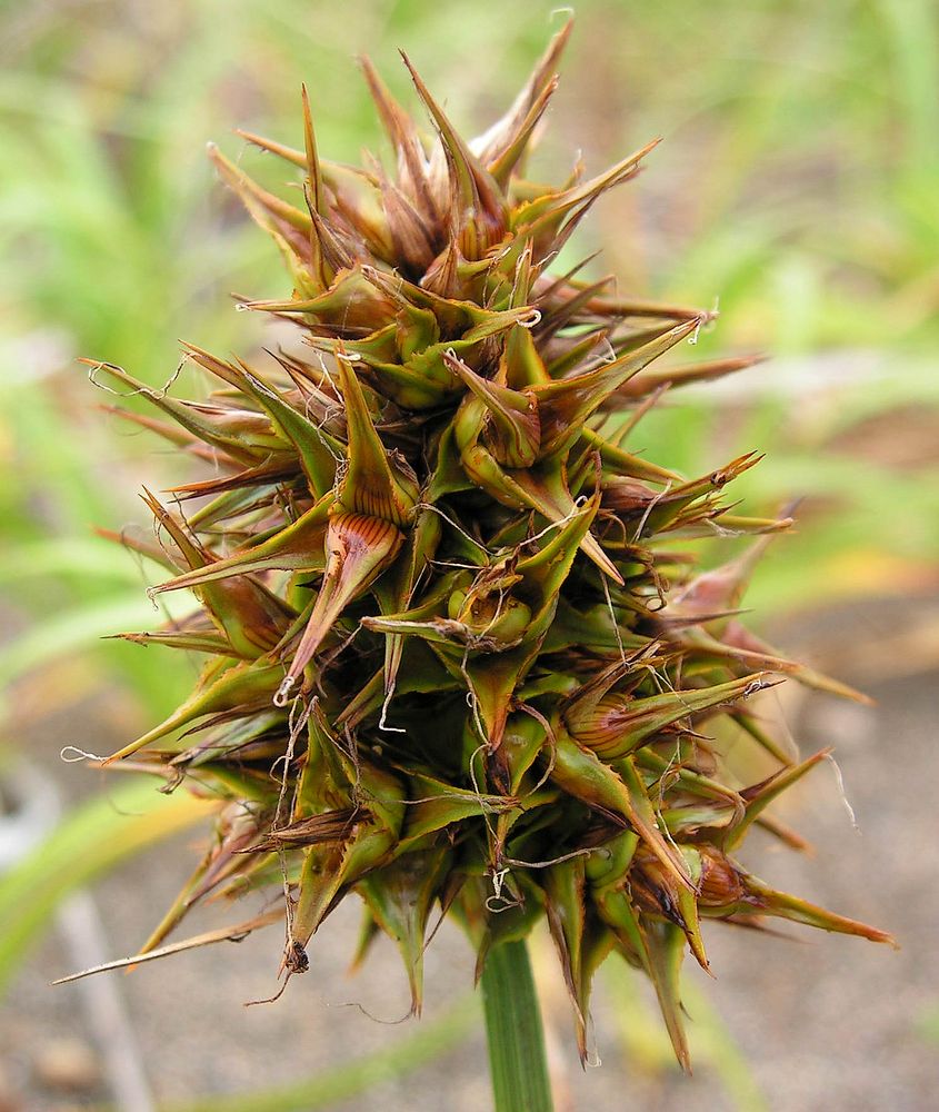 Изображение особи Carex macrocephala.