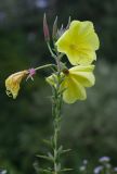 Oenothera glazioviana