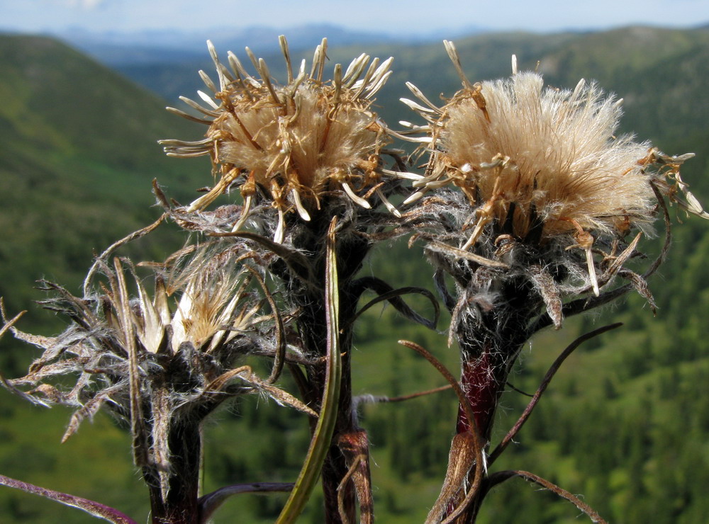 Изображение особи Saussurea schanginiana.