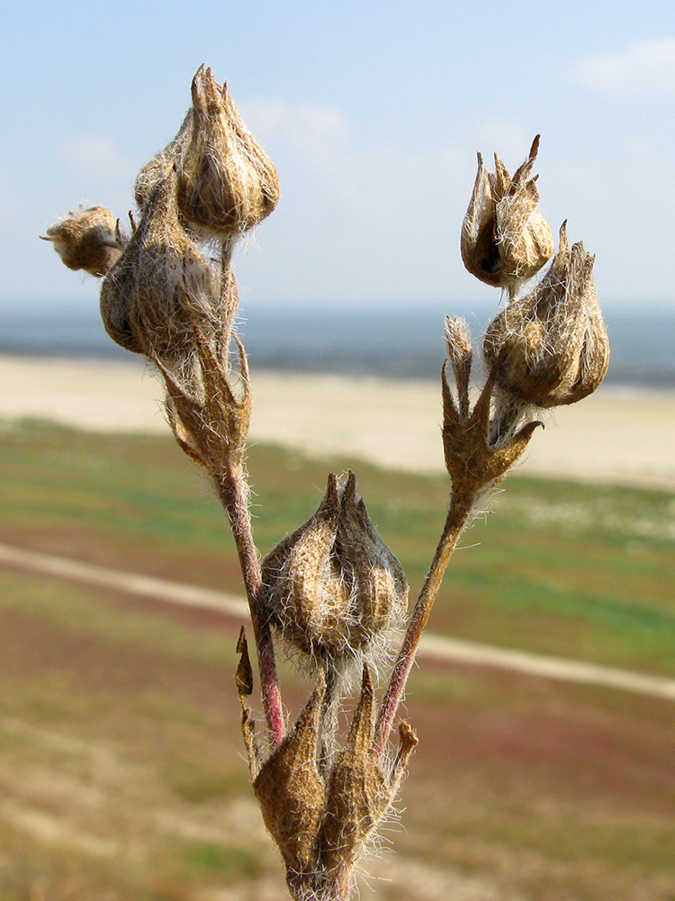 Image of Potentilla astracanica specimen.