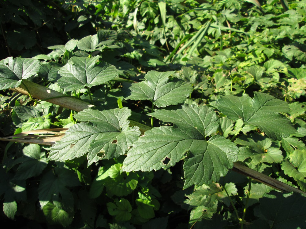 Image of Humulus lupulus specimen.