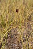 Carex subphysodes. Плодоносящее растение. Южный Казахстан, восточная граница пустыни Кызылкум. 04.05.2013.