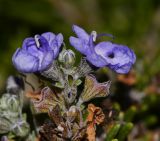 Rosmarinus officinalis