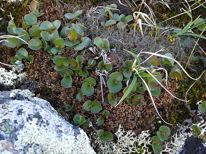 Image of Salix herbacea specimen.