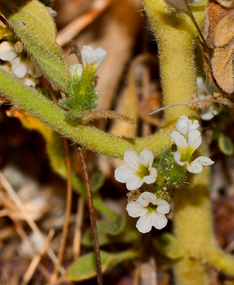 Image of Heliotropium suaveolens specimen.