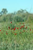 Papaver pavoninum. Цветущие растения. Южный Казахстан, восточная граница пустыни Кызылкум. 05.05.2013.