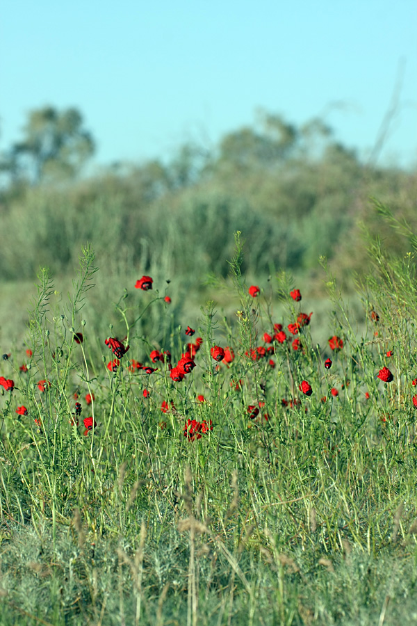 Изображение особи Papaver pavoninum.