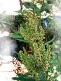 Rumex stenophyllus