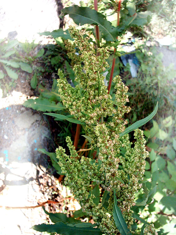 Изображение особи Rumex stenophyllus.