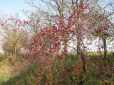 Crataegus crus-galli