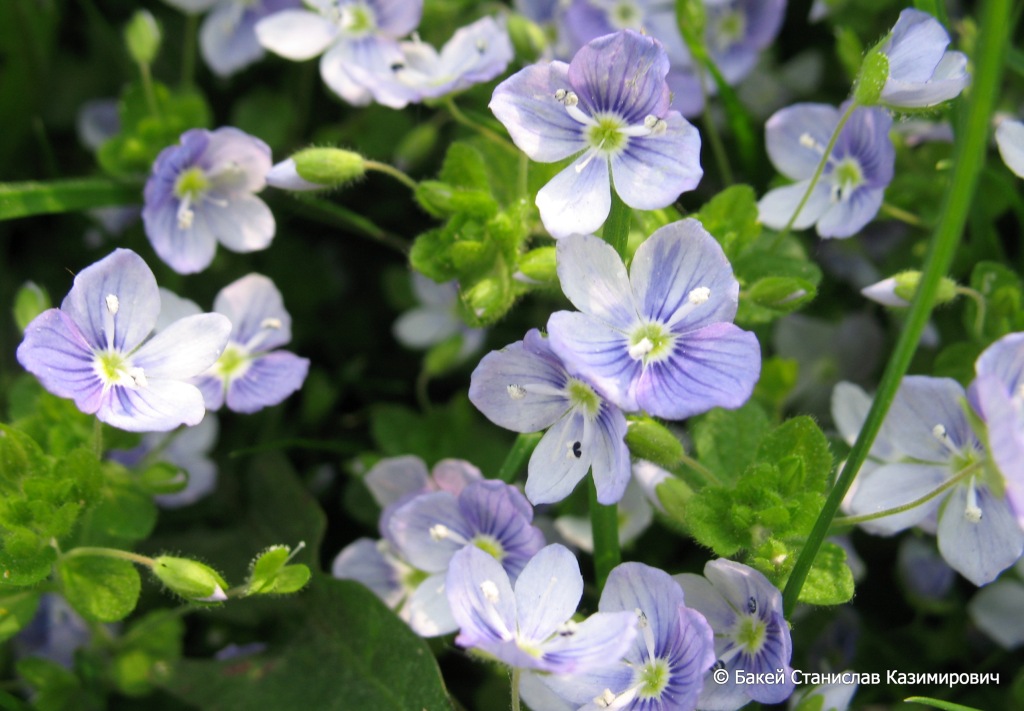 Изображение особи Veronica filiformis.