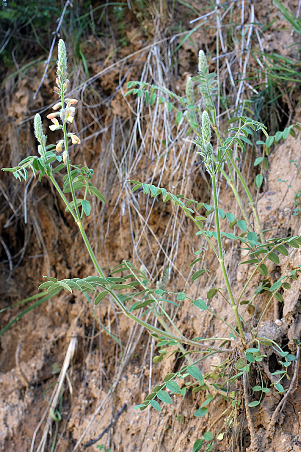Image of Onobrychis chorassanica specimen.
