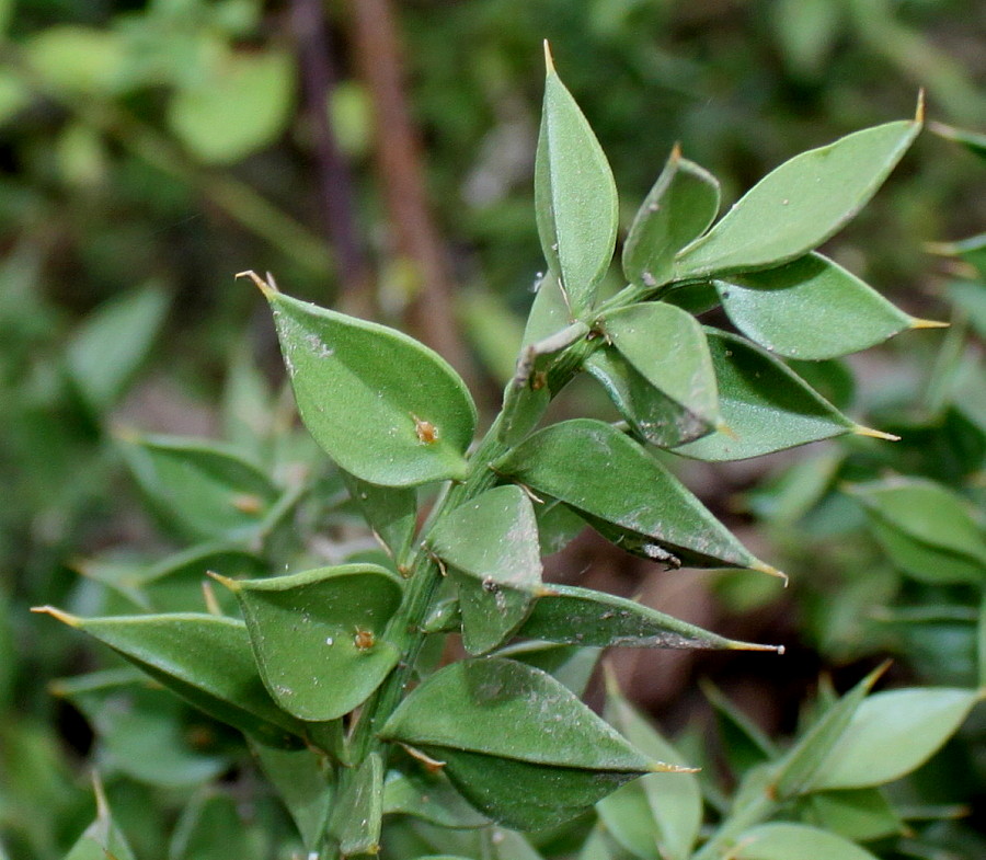 Изображение особи Ruscus aculeatus.