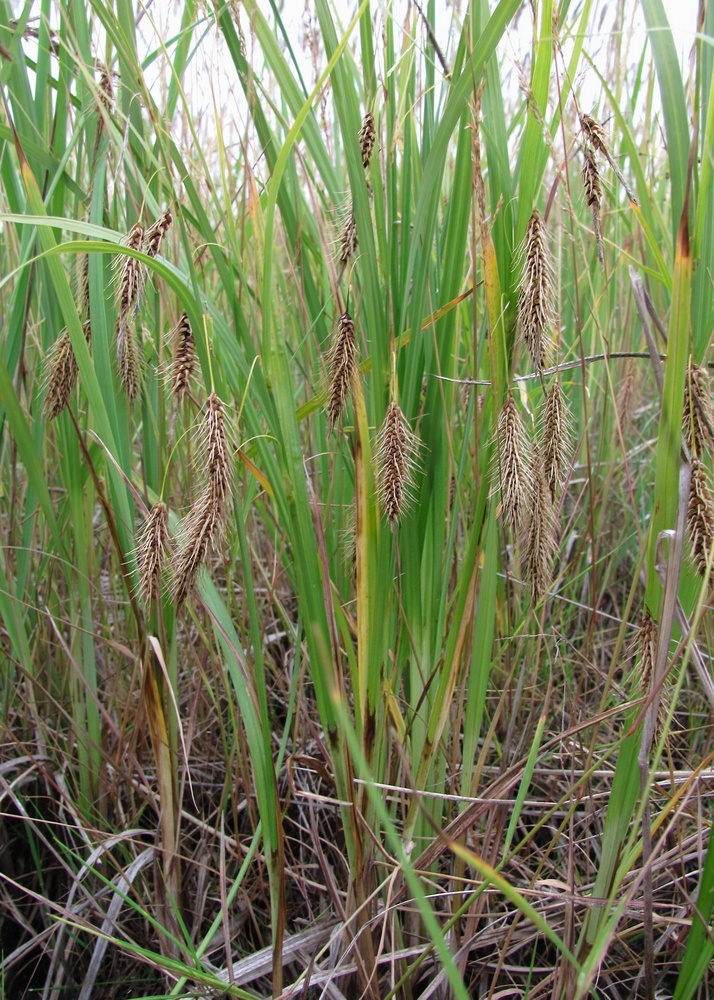 Image of Carex paleacea specimen.