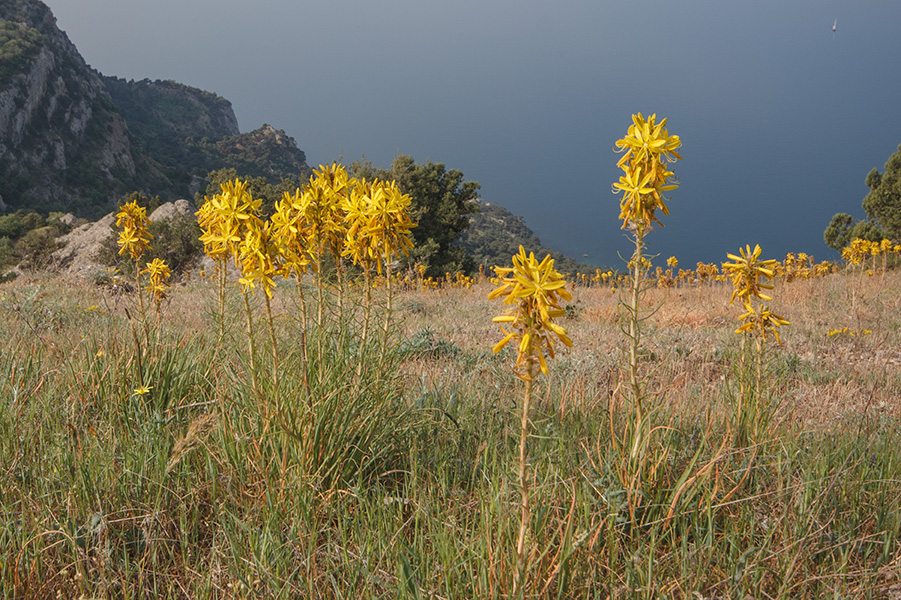 Image of Asphodeline lutea specimen.