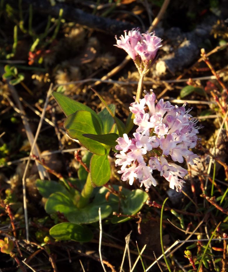 Image of Valeriana capitata specimen.