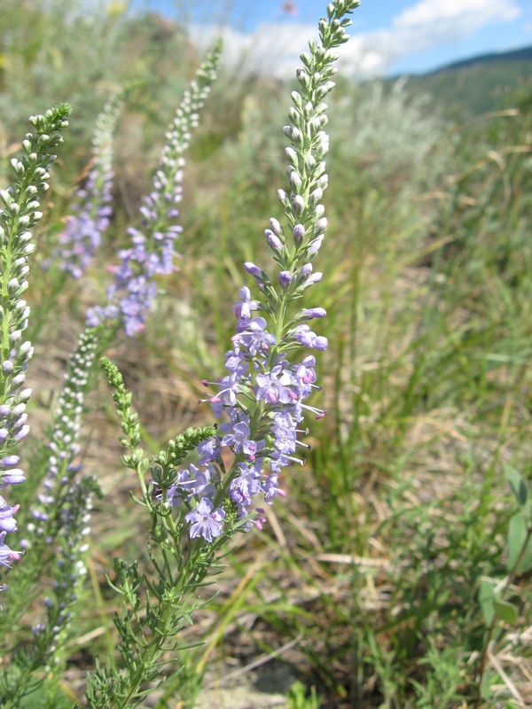 Изображение особи Veronica pinnata.