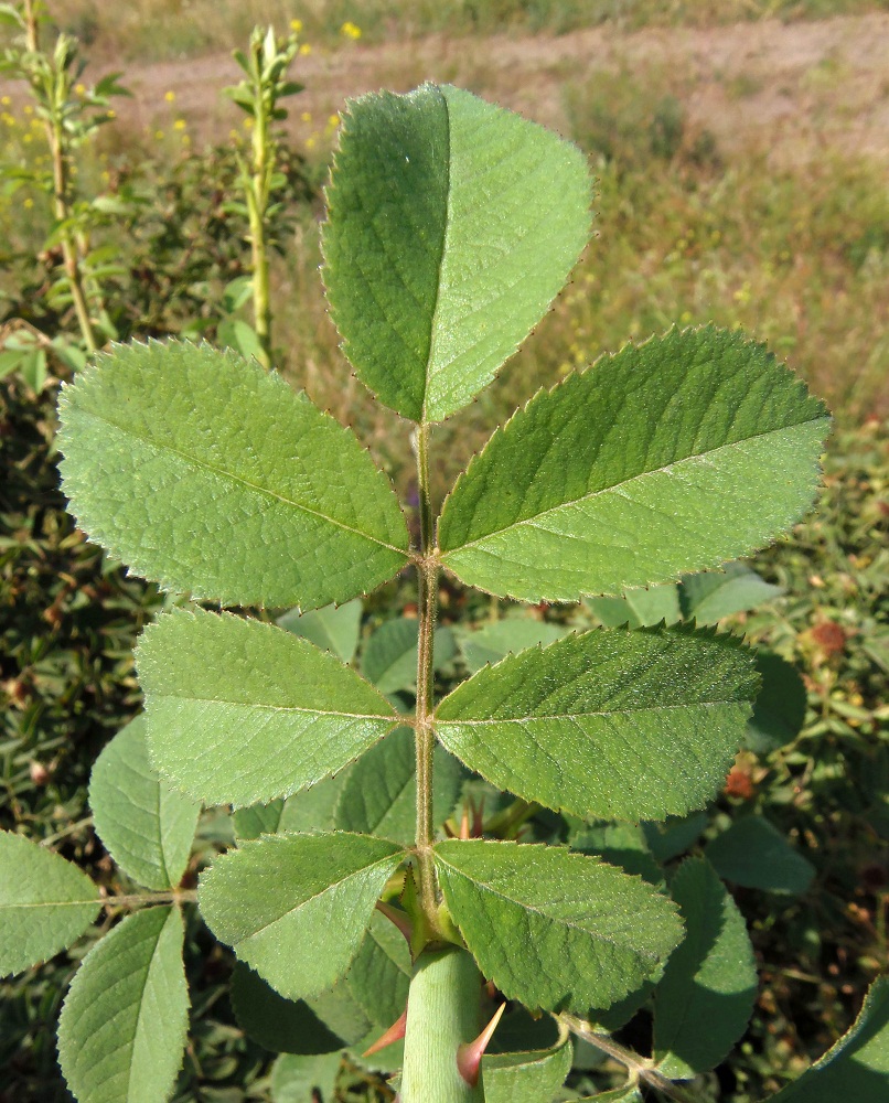 Image of Rosa rubiginosa specimen.