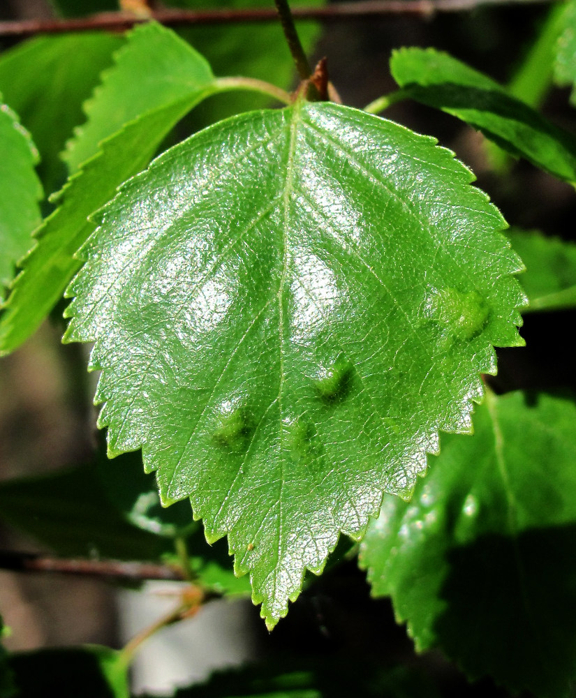 Image of genus Betula specimen.
