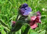 Cynoglossum officinale. Верхушка цветущего растения. Пермский край, Кунгурский р-н, с. Филипповка, северная часть Кунгурской лесостепи. 14.06.2013.