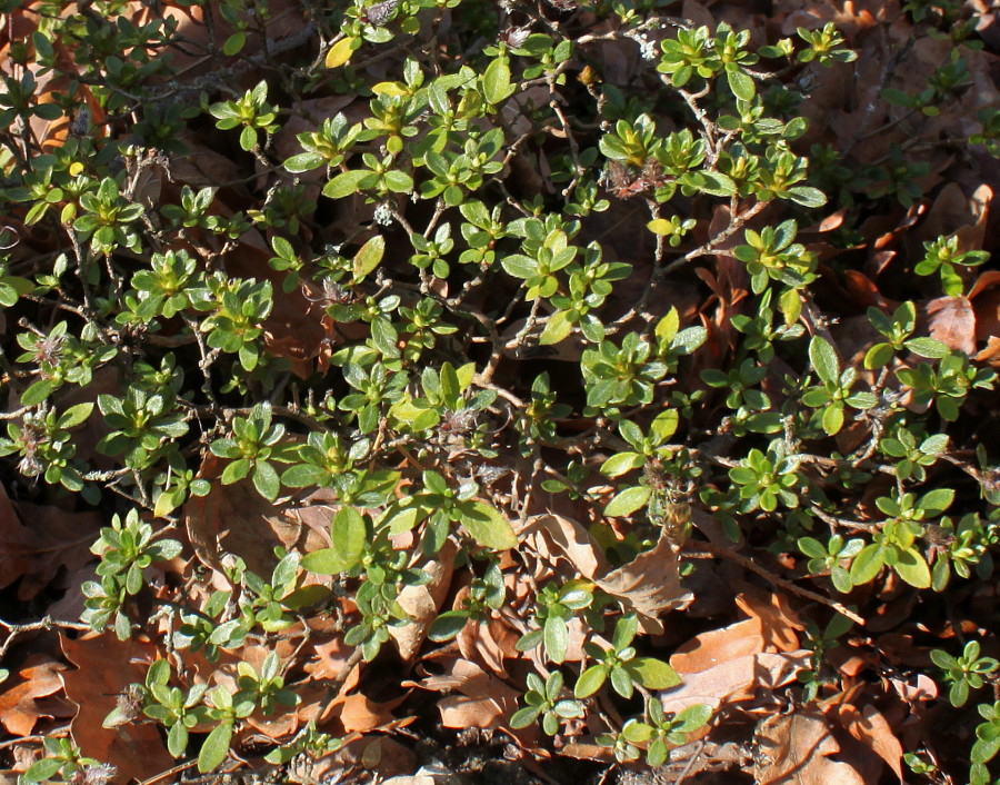 Image of Rhododendron obtusum specimen.