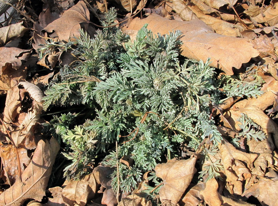 Изображение особи Corydalis speciosa.