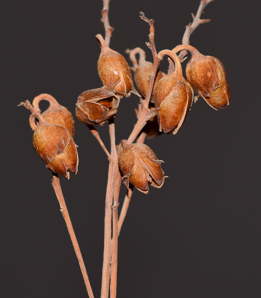Image of Nicotiana glauca specimen.