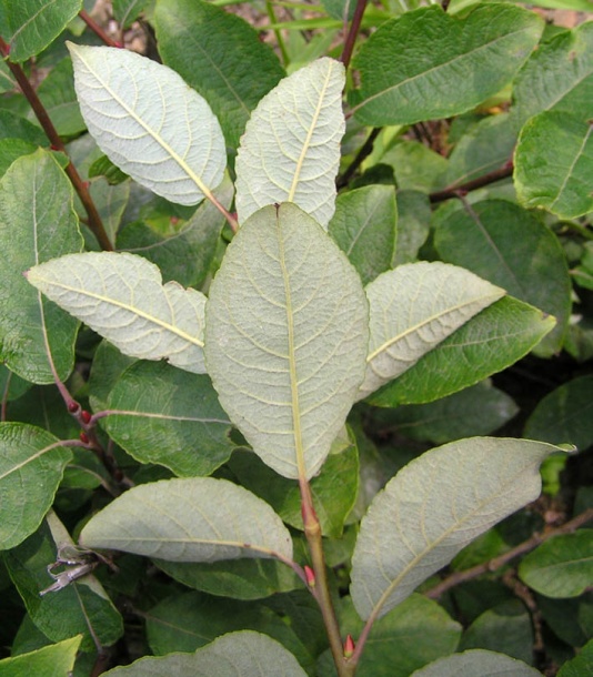 Image of Salix caprea specimen.