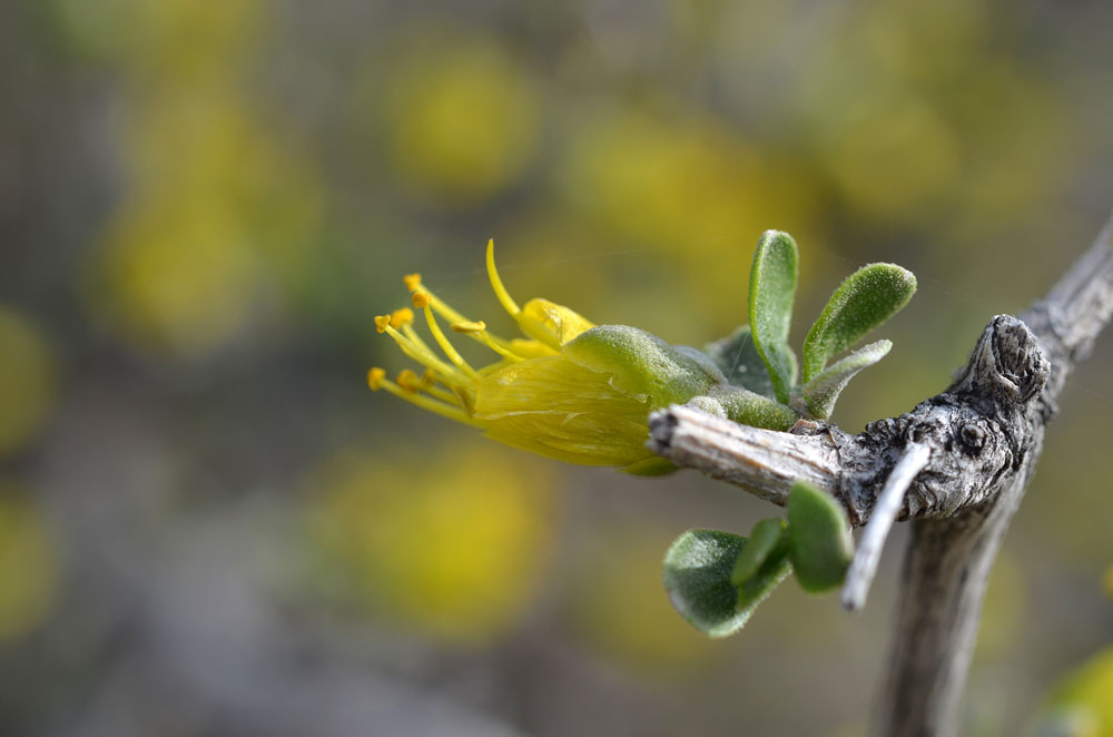 Image of Zygophyllum atriplicoides specimen.