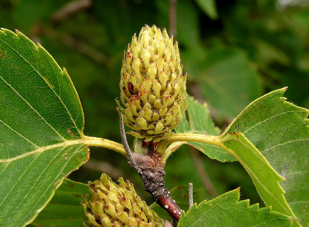 Image of Betula lanata specimen.