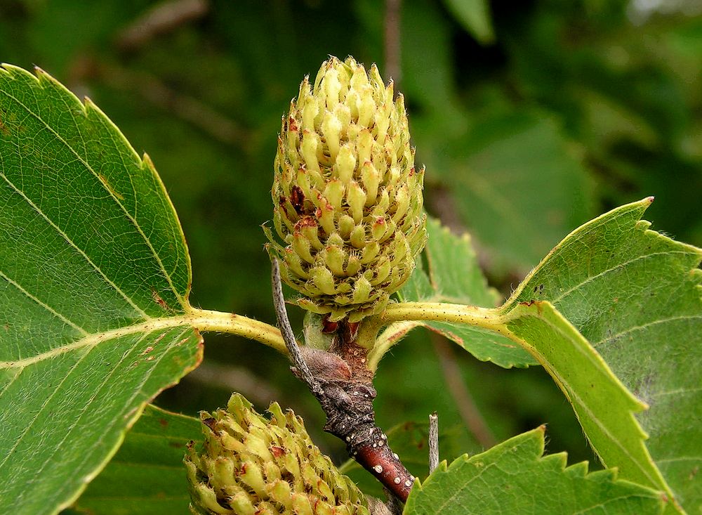 Изображение особи Betula lanata.