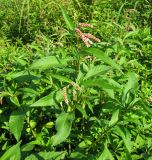 Persicaria lapathifolia