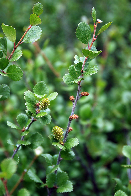 Изображение особи Betula rotundifolia.