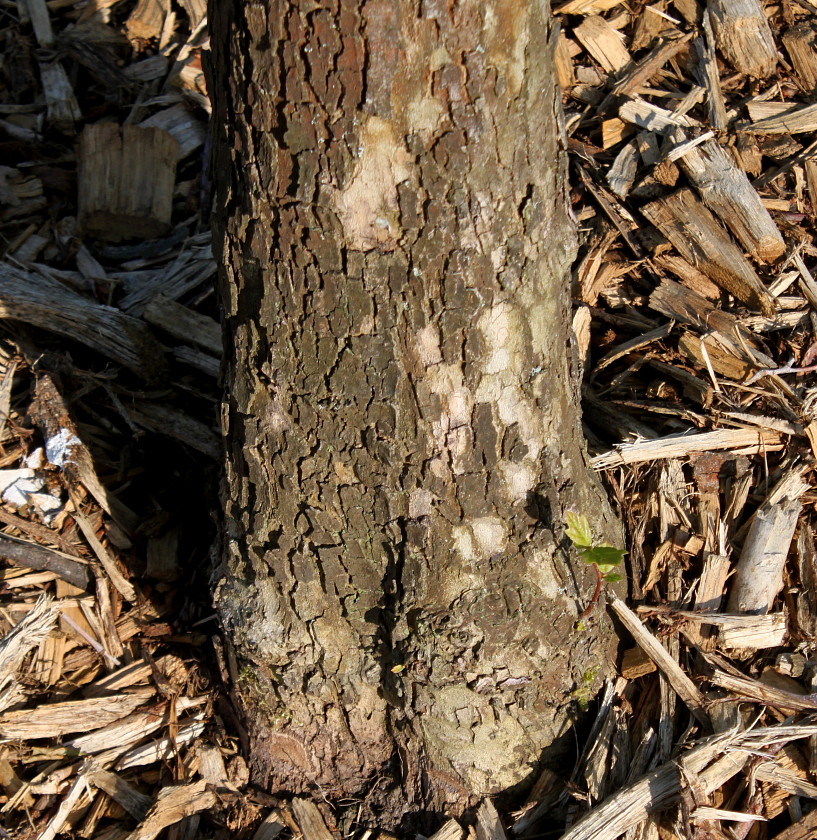 Изображение особи Platanus occidentalis.