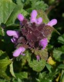 Lamium purpureum. Верхушка цветущего растения. Крым, г. Севастополь, территория музея-заповедника \"Херсонес Таврический\". 22 марта 2011 г.