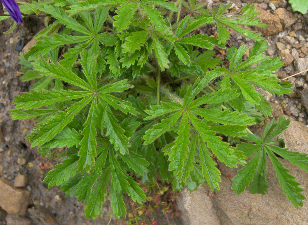 Image of Potentilla humifusa specimen.