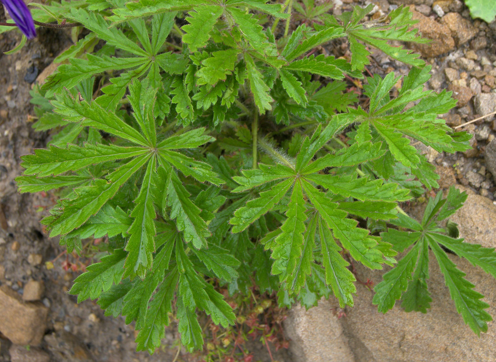 Изображение особи Potentilla humifusa.