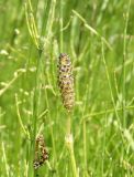 Image of taxon representative. Author is Сергей Одинец