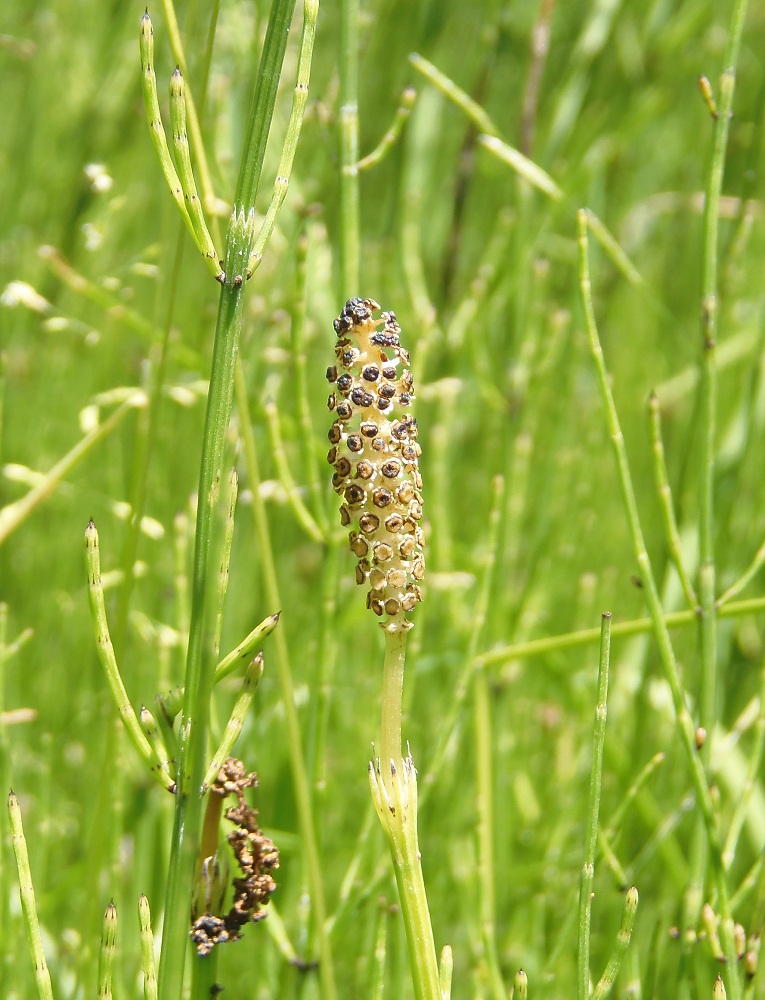 Image of Equisetum palustre specimen.