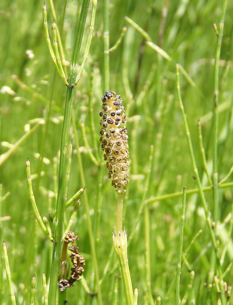 Изображение особи Equisetum palustre.