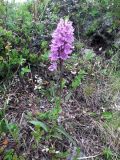 Dactylorhiza psychrophila