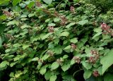 Rubus phoenicolasius