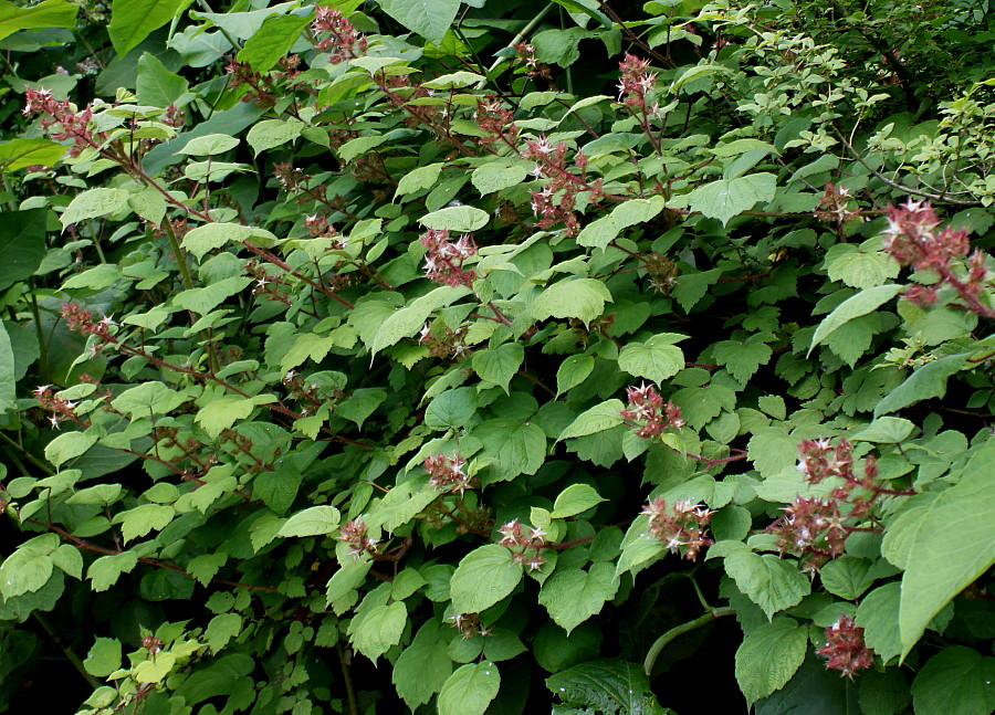 Image of Rubus phoenicolasius specimen.