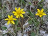 Halerpestes salsuginosa