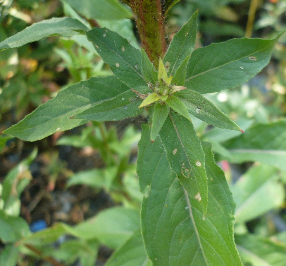 Image of Oenothera rubricaulis specimen.